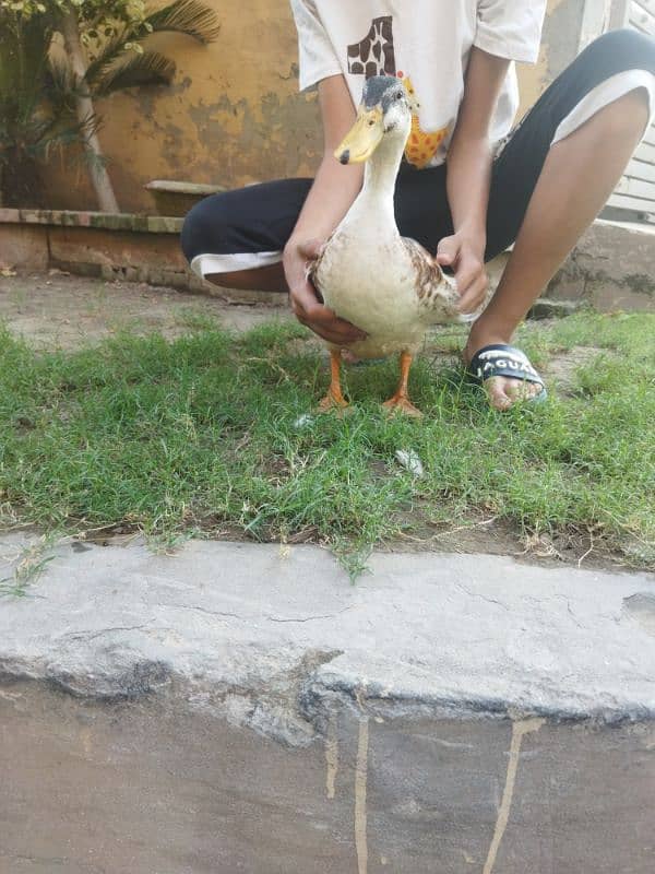 Male duck for sale 3