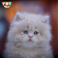 Persian Kitten | White Kitten | Top Quality Kittens | Fawn Kitten