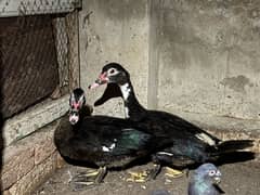 Muscovy Ducks Pair