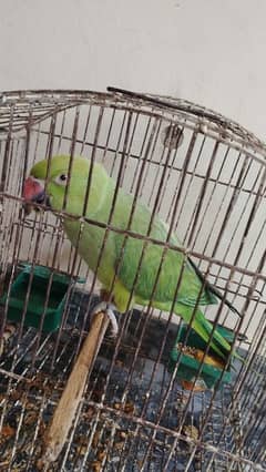 green parrot female for sale