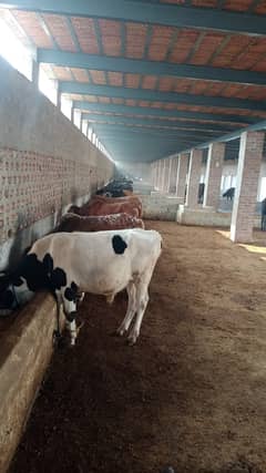 Setup For sale/Cattle farm for sale/Urgent sale cattle farm