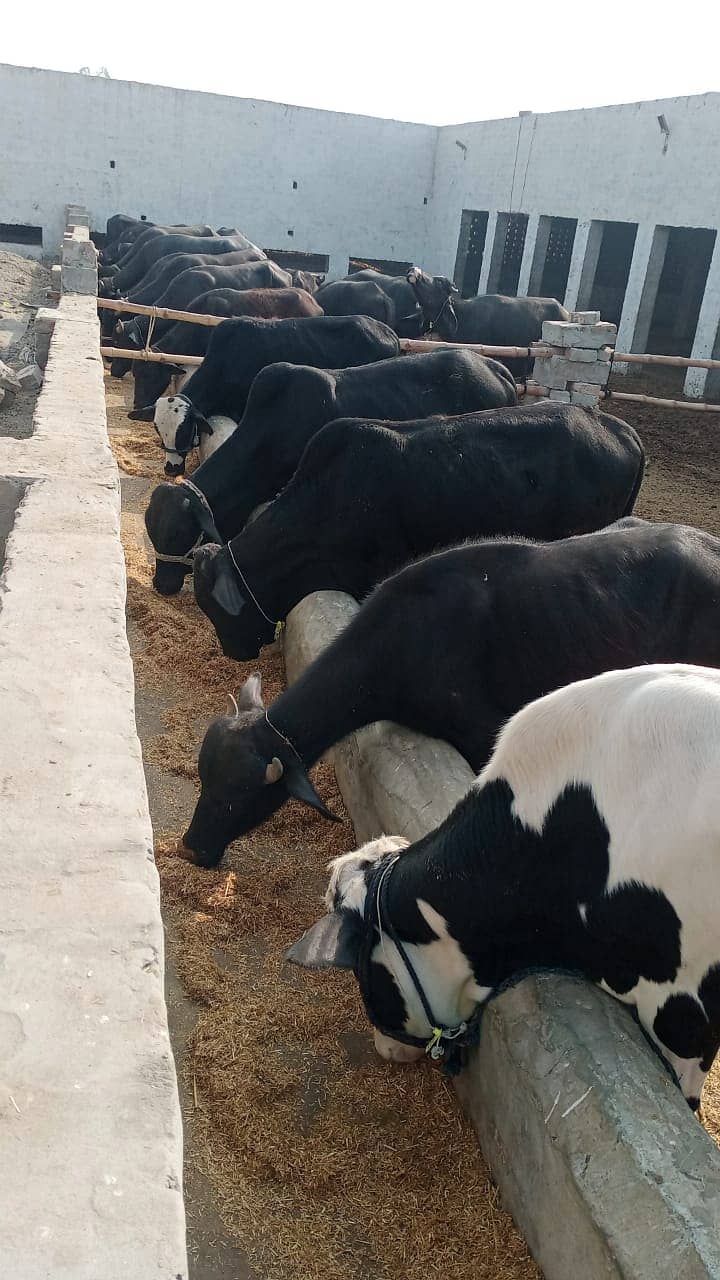 Setup For sale/Cattle farm for sale/Urgent sale cattle farm 4