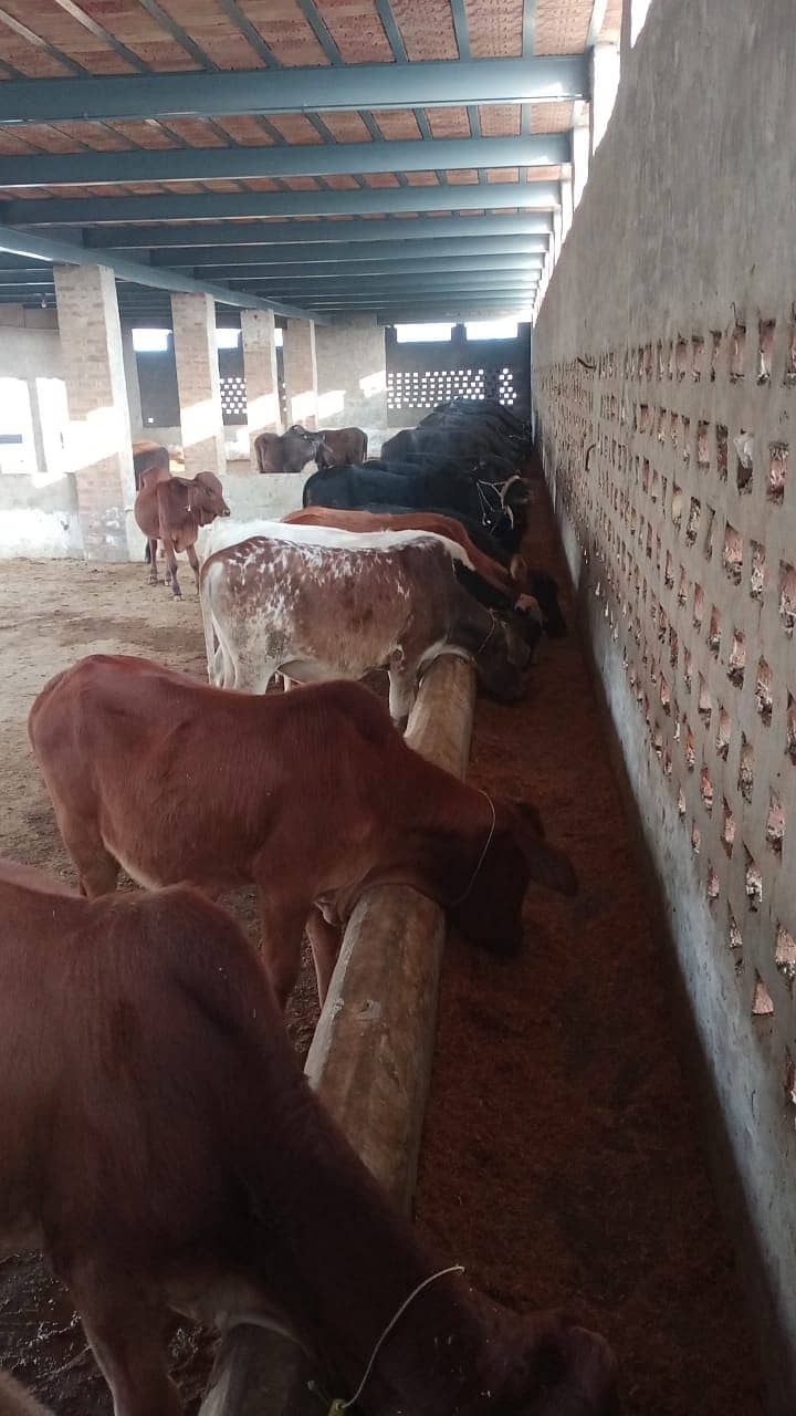 Setup For sale/Cattle farm for sale/Urgent sale cattle farm 5