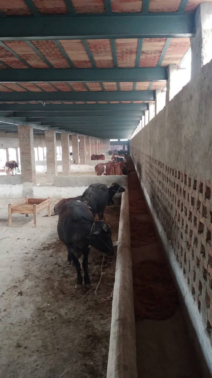 Setup For sale/Cattle farm for sale/Urgent sale cattle farm 6