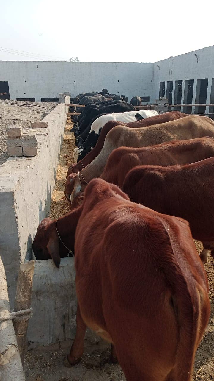 Setup For sale/Cattle farm for sale/Urgent sale cattle farm 13