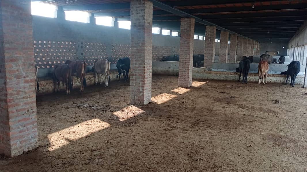 Setup For sale/Cattle farm for sale/Urgent sale cattle farm 14