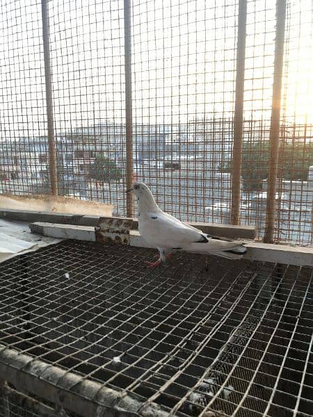 Qablii pigeon 1