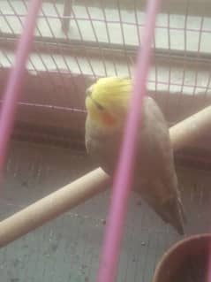 female cooktail parrot for sale