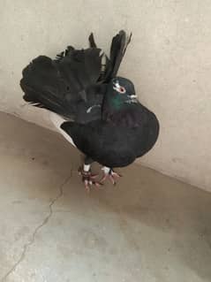 black piegon