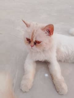 Percian Cats Male Female available for sale