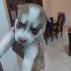 siberian husky puppies |pedigree Puppy | Dog | Wolly coat Puppy