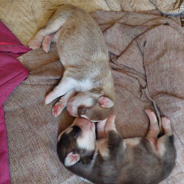 siberian husky puppies |pedigree Puppy | Dog | Wolly coat Puppy 1