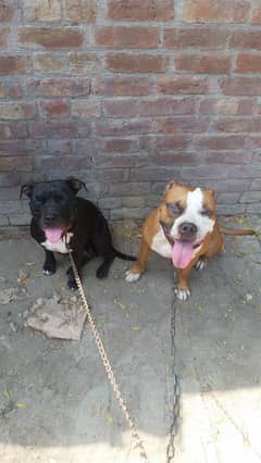 American Pitbull female & American Bully Male