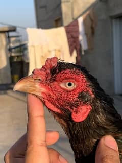 Quality Bird Aseel Madi Guranted Breed