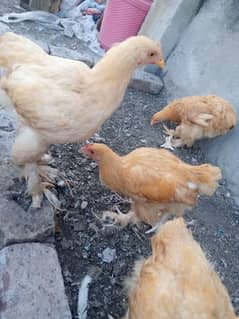 Golden buff chicks pure 6 month Plus each