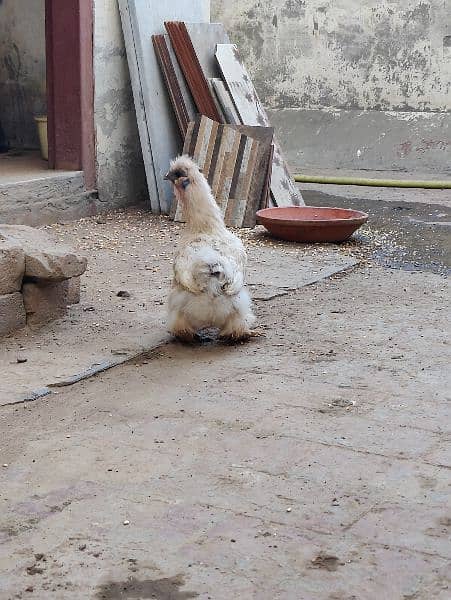 Silkie Female/ Egg laying 0