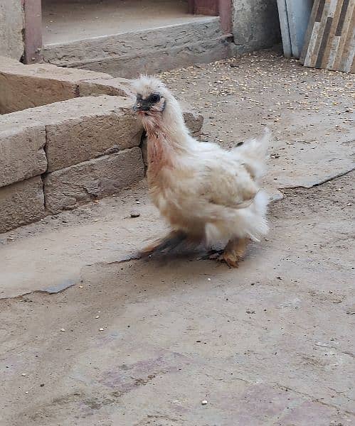 Silkie Female/ Egg laying 1