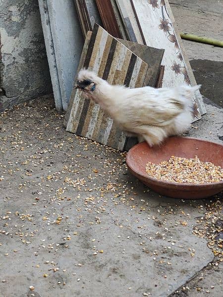 Silkie Female/ Egg laying 2