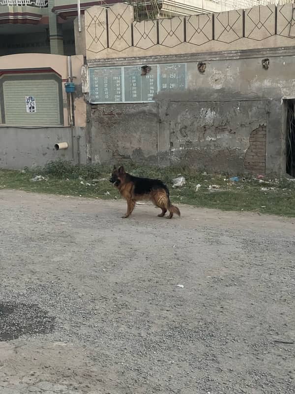 German Shepherd Male. . (Age 20 Months) 3