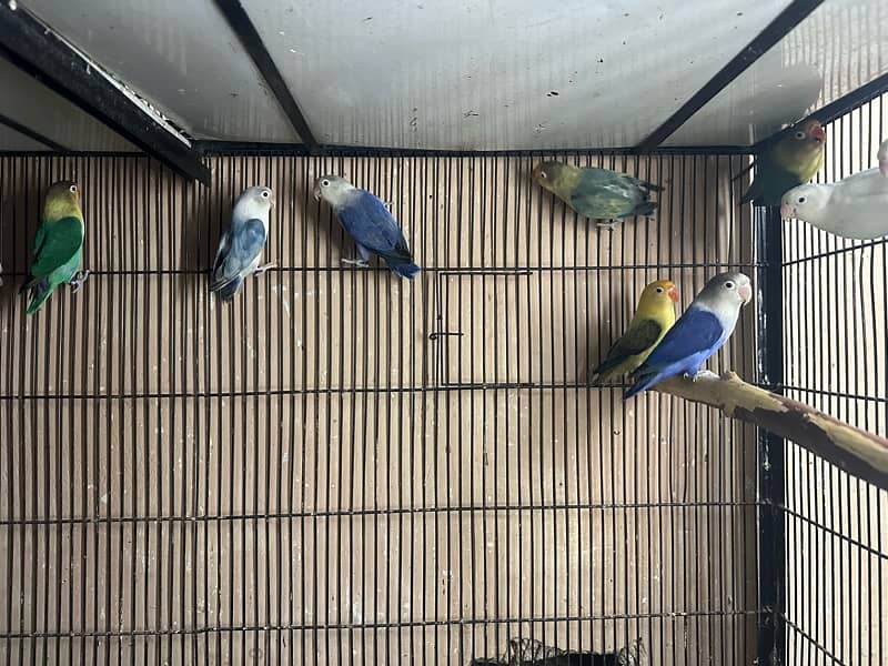 Lovebirds breder pairs looking for new home 0