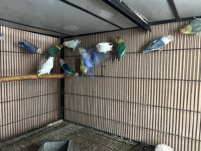 Lovebirds breder pairs looking for new home 1