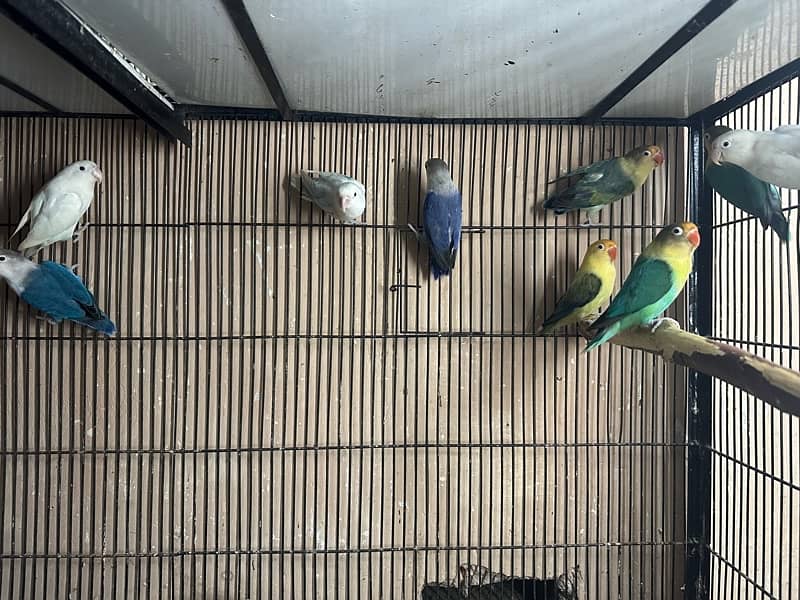 Lovebirds breder pairs looking for new home 2