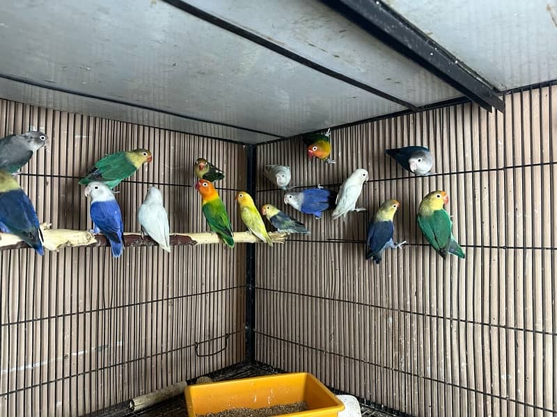 Lovebirds breder pairs looking for new home 3