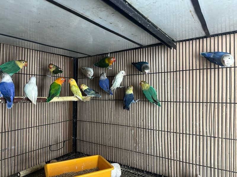 Lovebirds breder pairs looking for new home 4