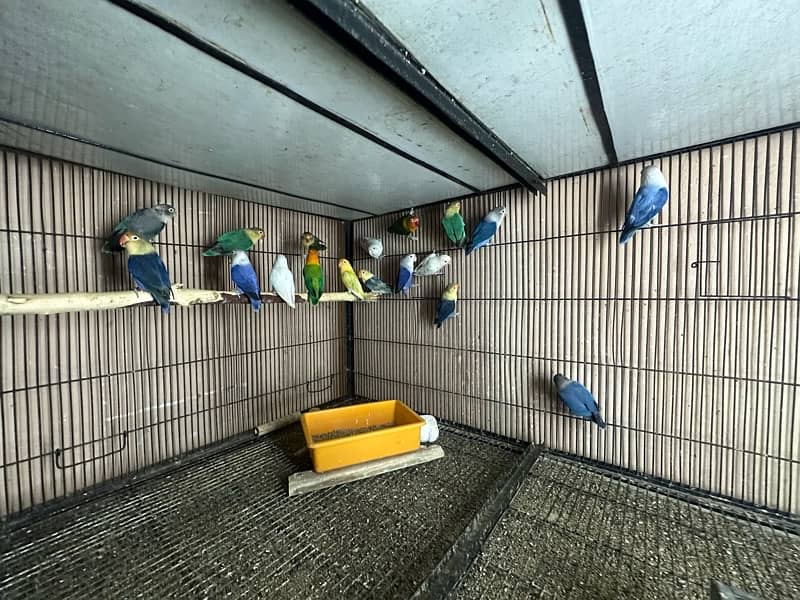 Lovebirds breder pairs looking for new home 5