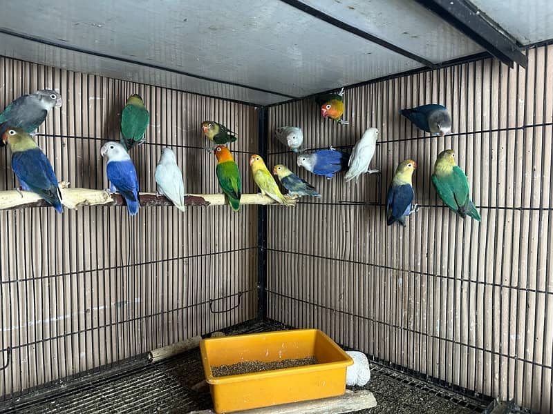 Lovebirds breder pairs looking for new home 7