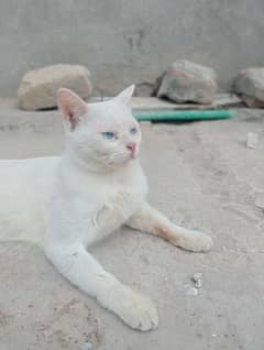 Blue eyes Siamese cat 0