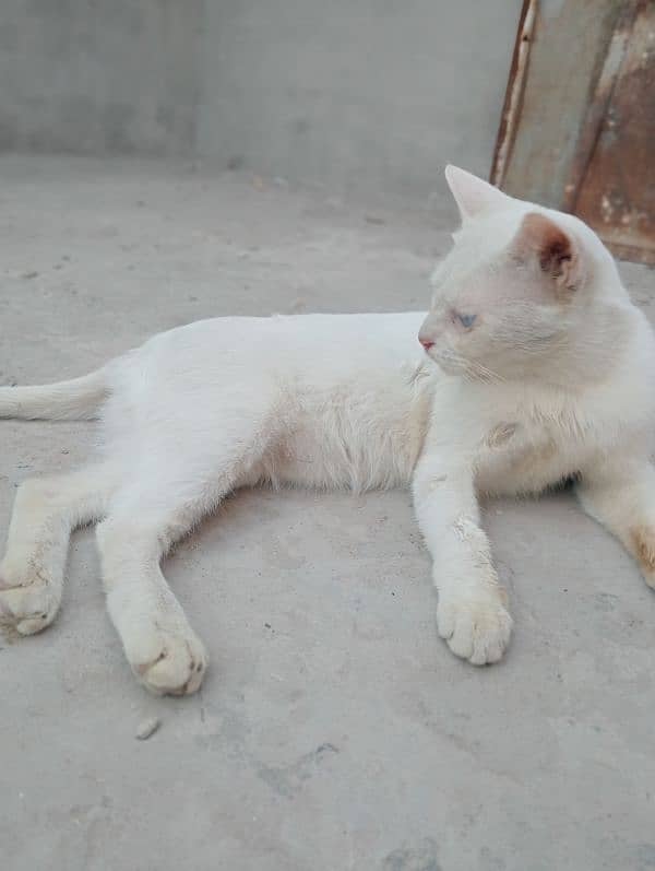 Blue eyes Siamese cat 1