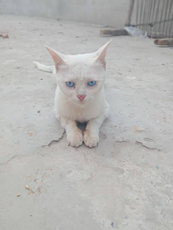 Blue eyes Siamese cat 3