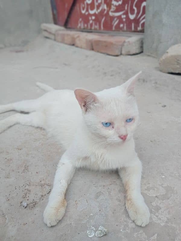 Blue eyes Siamese cat 4