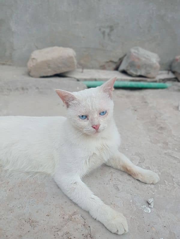 Blue eyes Siamese cat 5