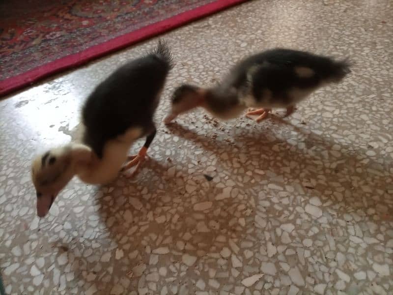 Pair of Ducks 1