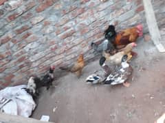 Hens abd Duck for sale