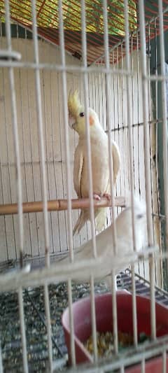 cocktail parrot for sale