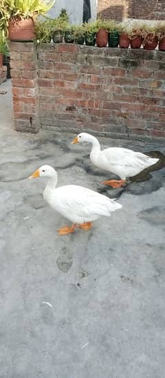 Ducks for sale