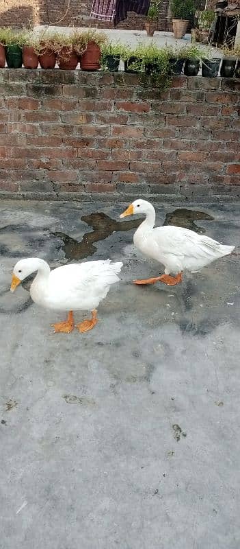 Ducks for sale 1