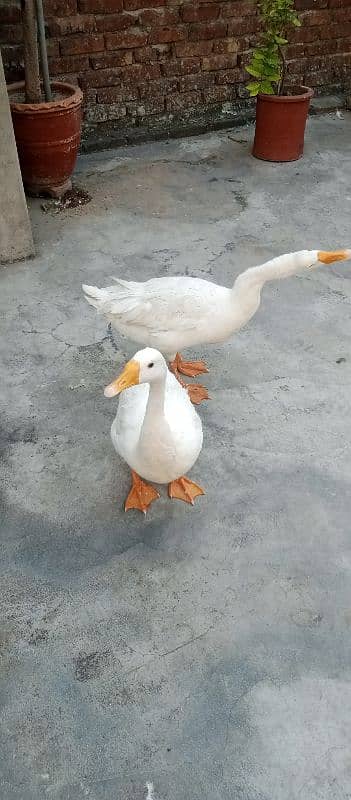 Ducks for sale 2