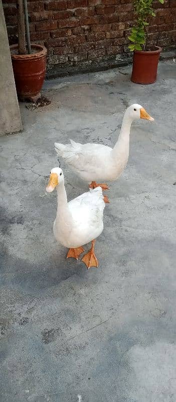 Ducks for sale 3