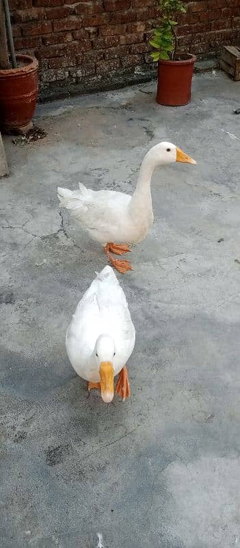 Ducks for sale 4