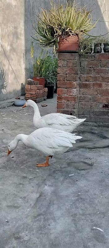 Ducks for sale 5