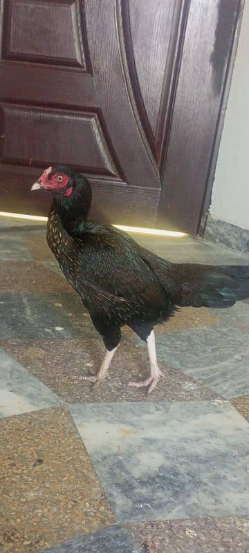 Aseel mianali pathi pure Aseel ready for breeding 1