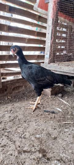 Aseel Hens For Sell