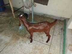 Goat for sale on urgent 0