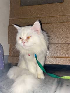 Persian Cat 7months old for sale near you fully trained and vaccinated 0