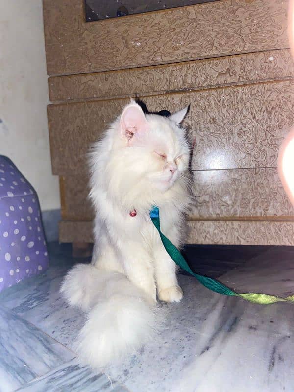 Persian Cat 7months old for sale near you fully trained and vaccinated 1