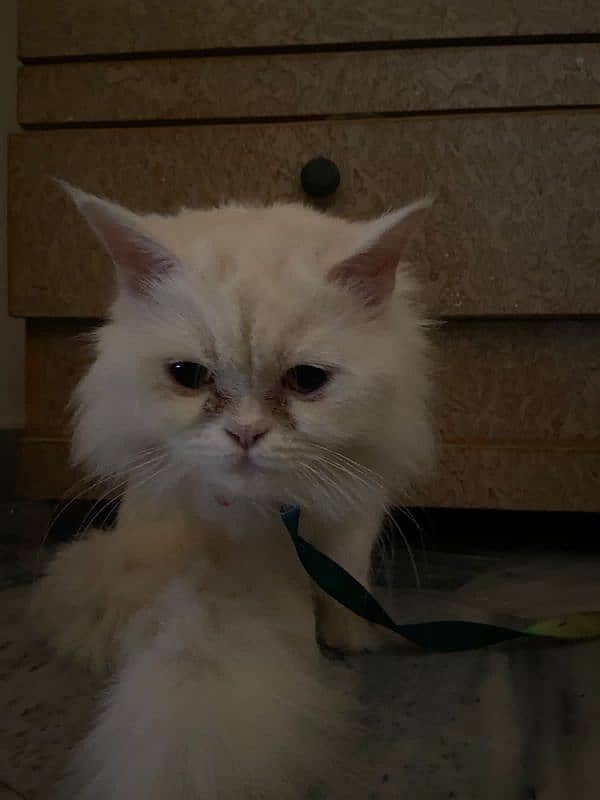 Persian Cat 7months old for sale near you fully trained and vaccinated 2